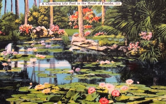 Postcard Florida lily pond 19_0924b - Copy